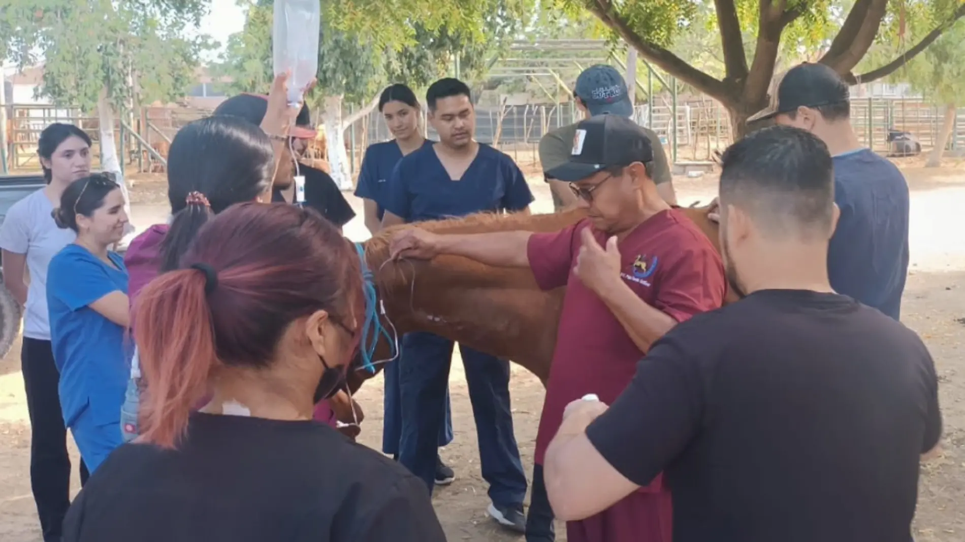 taller caballos UABCS